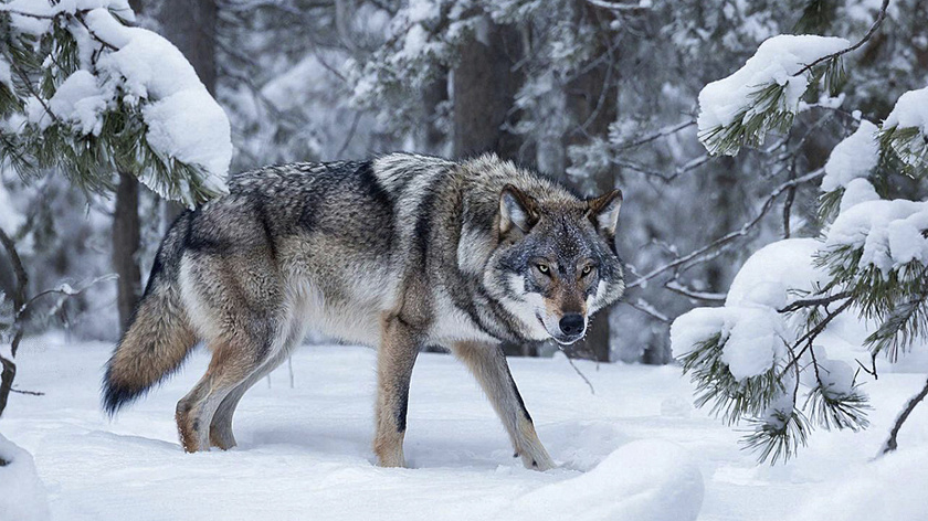 Ямальцев призвали отчитаться о добыче после закрытия сезона охоты