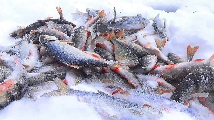 Фото: ВК | Северный Рыбак