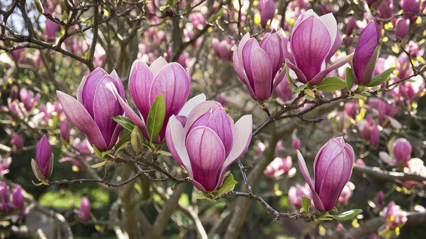 Магнолия Суланжа зацвела в Крыму и Севастополе 