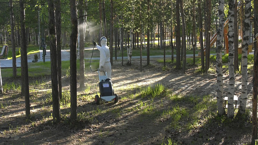 В Муравленко проведут обработку от насекомых