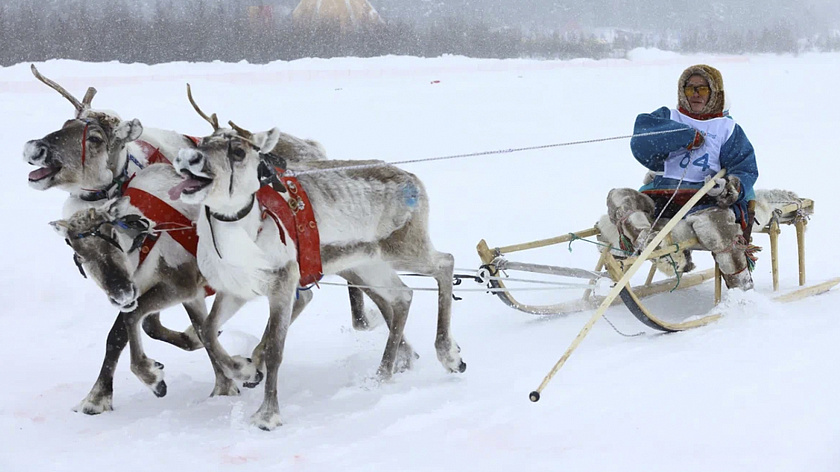 В Губкинском впервые проведут День оленевода