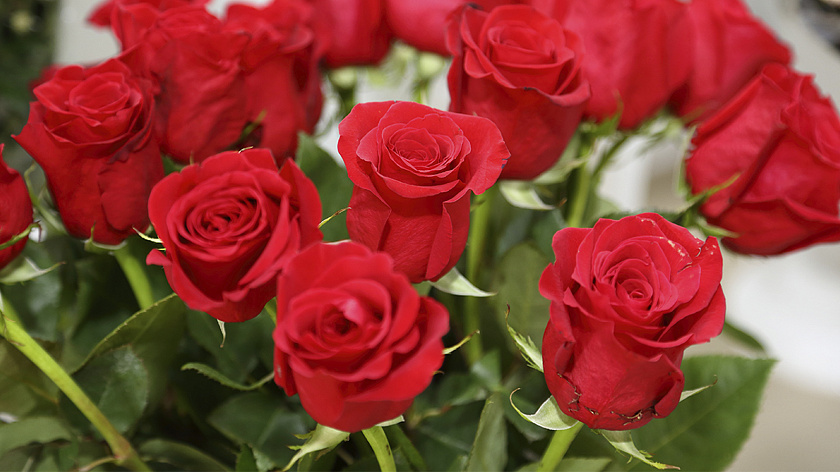 Более 300 заражённых роз сожгли в Свердловской области