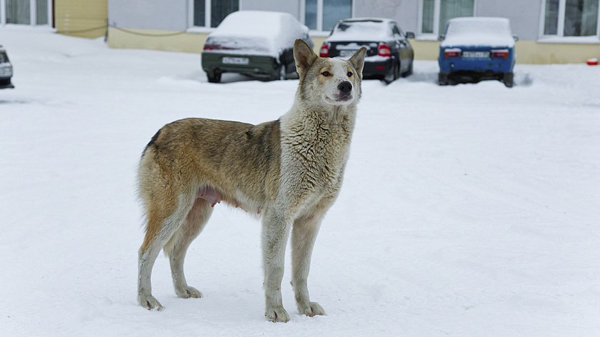 Уроки доброты помогли 10 тысячам юных ямальцев узнать о характере бездомных собак