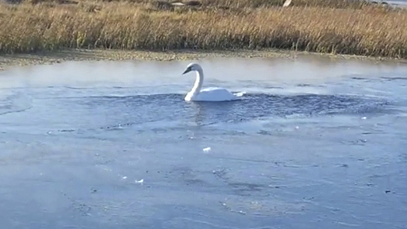 Администрация Тазовского района взяла на контроль ситуацию с замерзающим на озере лебедем