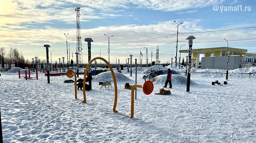 В Лабытнанги произошло очередное нападение собак на ребёнка