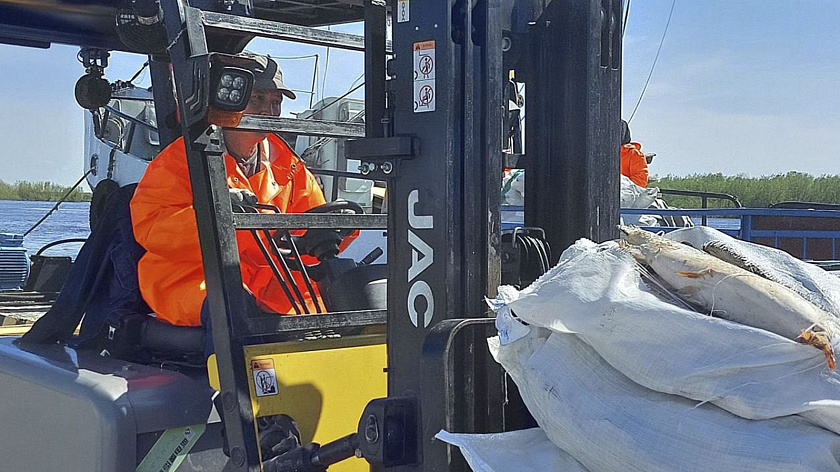 Салехардский комбинат с начала 2025 года принял 420 тонн рыбы